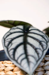 Alocasia baginda "Silver Dragon"